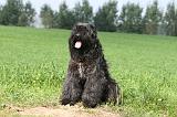 BOUVIER DES FLANDRES 363